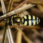 Eupeodes corollae, female  1278