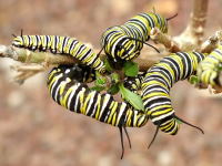 Danaus plexippus, caterpillars  1309