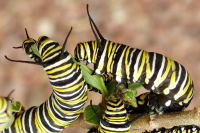 Danaus plexippus, caterpillars  1310