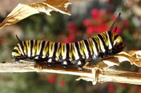 Danaus plexippus, caterpillar  1312