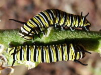 Danaus plexippus, caterpillars  1313