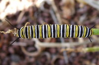 Danaus plexippus, caterpillar  1314