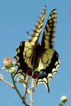 Papilio machaon  1323