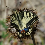Papilio machaon  1329