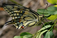 Papilio machaon  1330