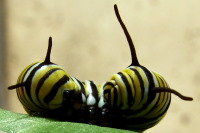Danaus plexippus, caterpillar  1334