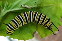 Danaus plexippus, caterpillars  1335