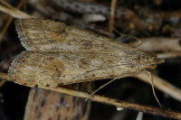 Nomophila noctuella  1340