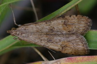 Nomophila noctuella  1342