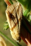Eublemma cochylioides  1345