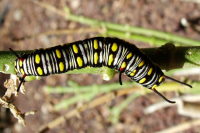 Danaus chrysippus, caterpillar  1421