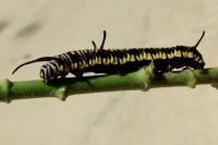 Danaus chrysippus, caterpillar  1422