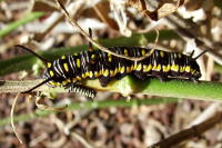 Danaus chrysippus, caterpillar  1423