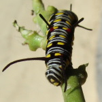 Danaus chrysippus, caterpillar  1424