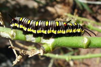 Danaus chrysippus, caterpillar  1425