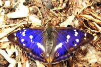 Apatura iris  1477