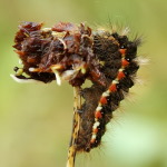 Acronicta rumicis, caterpillar  1530