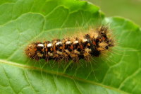 Acronicta rumicis, caterpillar  1531