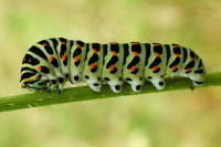 Papilio machaon, caterpillar  1552