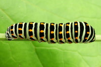 Papilio machaon, caterpillar  1553