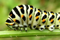 Papilio machaon, caterpillar  1554