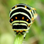 Papilio machaon, caterpillar  1555