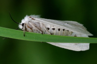 Spilosoma lubricipeda, female  1566