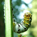 Cucullia (Shargacucullia) scrophulariae, caterpillar  1583