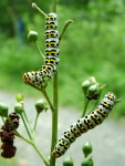 Cucullia (Shargacucullia) scrophulariae, caterpillars  1584