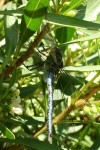 Anax imperator, male  15