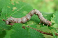 Colotois pennaria, caterpillar  1655