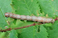 Colotois pennaria, caterpillar  1656