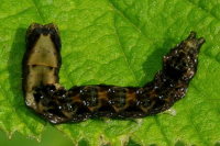 Thyatira batis, caterpillar  1668