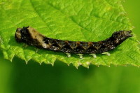 Thyatira batis, caterpillar  1669