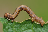 Colotois pennaria, caterpillar  1682