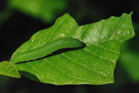 Gonepteryx rhamni, caterpillar  1688