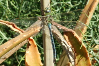 Anax imperator, male  16