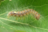 Acronicta megacephala, caterpillar  1702