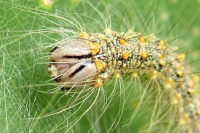 Acronicta megacephala, caterpillar  1703