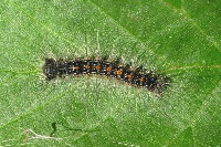 Lymantria dispar, caterpillar  1704