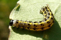 Orthosia miniosa, caterpillar  1705
