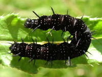 Aglais io, caterpillar  1706
