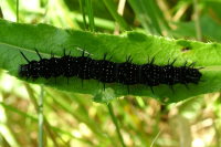 Aglais io, caterpillar  1707