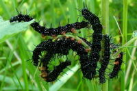 Aglais io, caterpillars  1708
