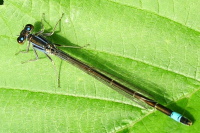 Ischnura elegans, männlich  174