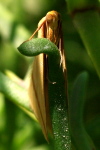 Rhodometra sacraria  1775