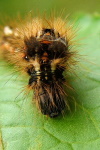 Acronicta rumicis, caterpillar  1786