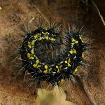 Callimorpha dominula, caterpillar  1790