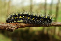 Callimorpha dominula, caterpillar  1792
