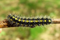 Callimorpha dominula, caterpillar  1793